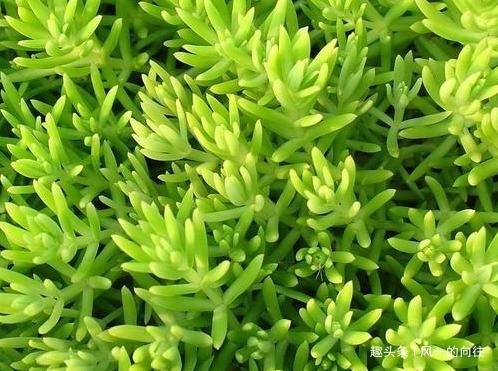 生命力顽强的三种植物,开花量巨大太容易爆满盆,好看又耐活