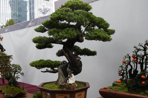 植物花卉|别再为浇水发愁了,给你支招“10多10少”浇水法,比啥方法多管用