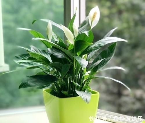 夏至过后,3种花就怕“晒太阳”,一晒就黄叶,特别“难度夏”