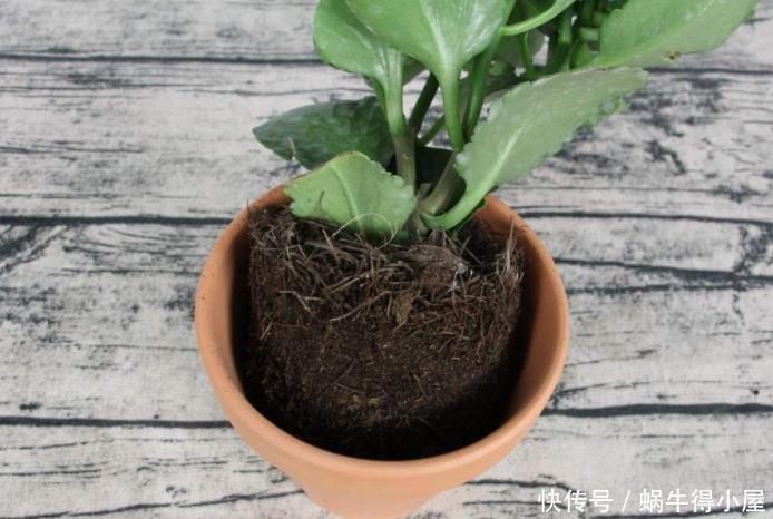 牡丹|这现在不能换盆的花,土一松就没命,白养大半年