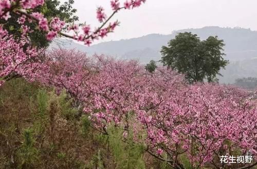 潼南桃花最佳观赏期，盛开如同“十里桃花”，美不胜收