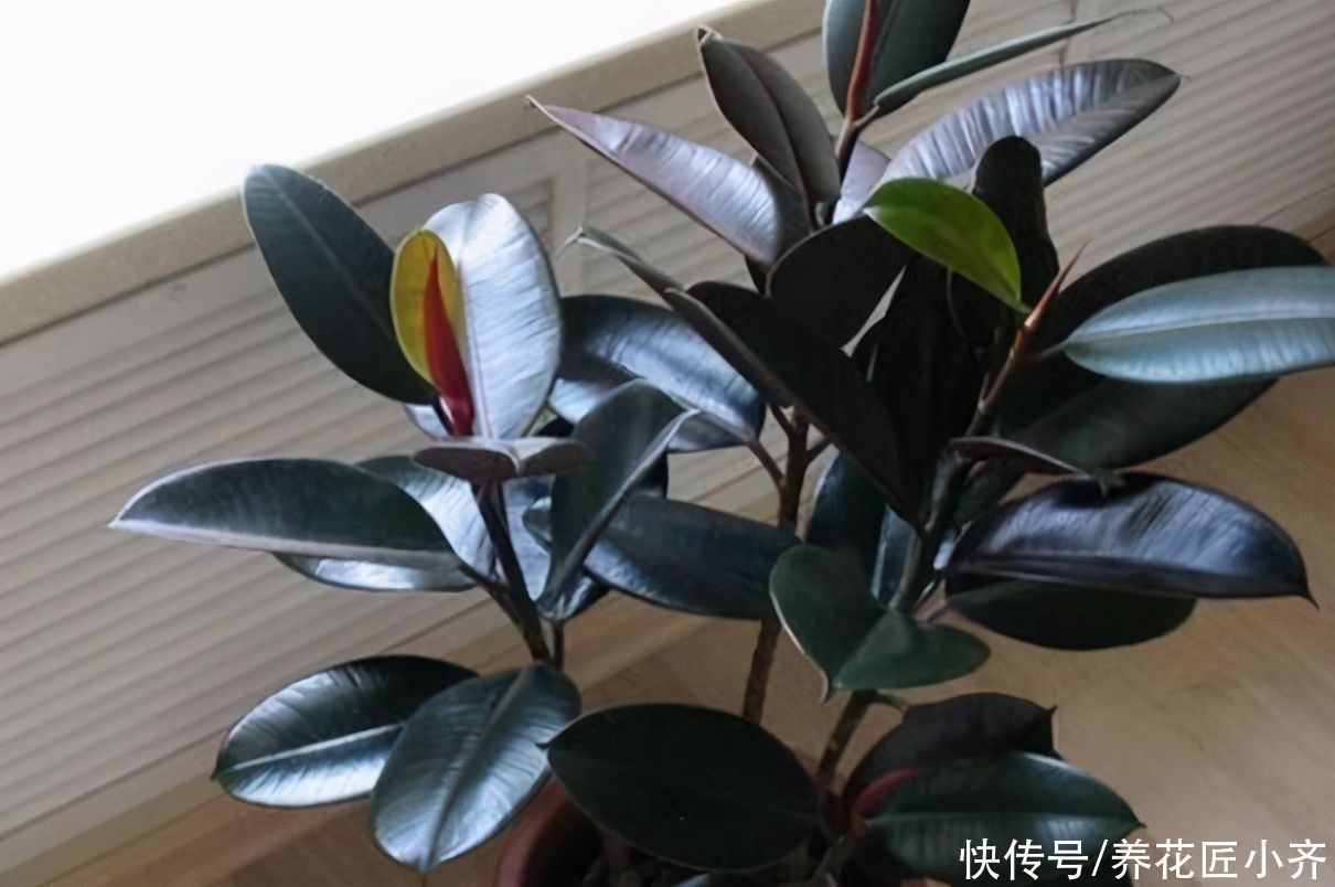 富贵竹|如果养着这7种花,温度高及时“打顶”,这样才能枝繁叶茂