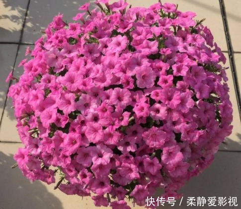 在阳台种上几种花,一年缤纷灿烂的花海,让邻居家羡慕极了