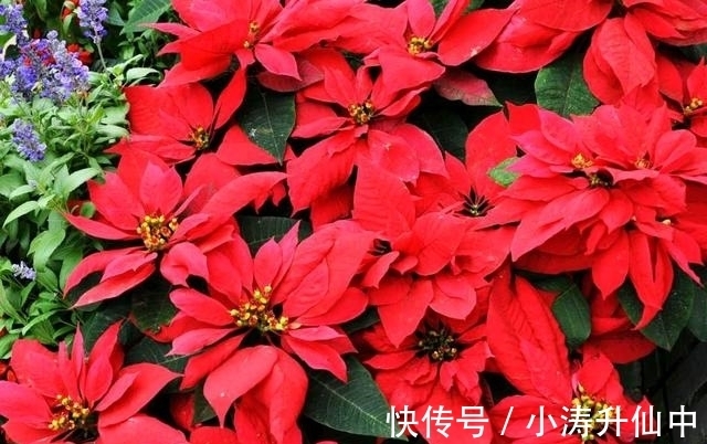 五色梅|8种常见“有毒花”，小心误买回家，家里有小孩要谨慎，安全第一