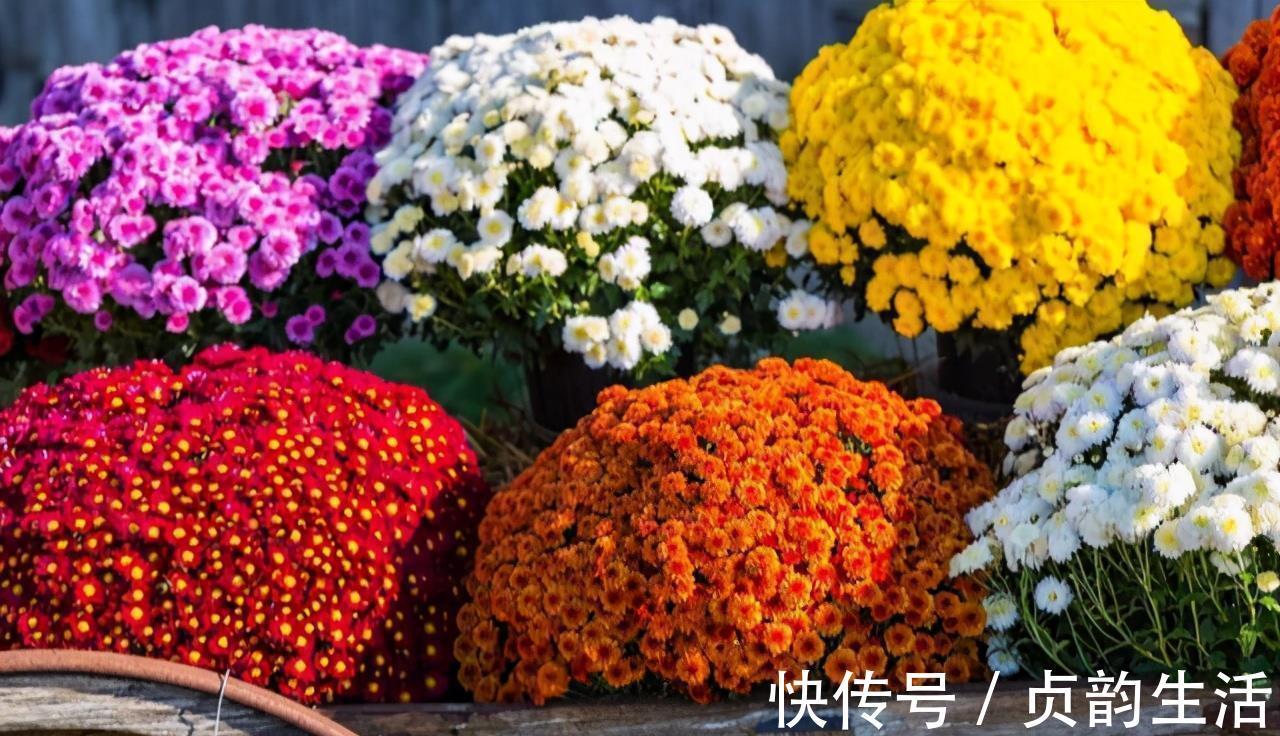 菊花类|3种“仙气花”,寒冬腊月“照样开”,一盆开花上千朵,人见人爱