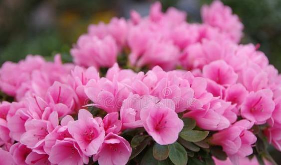 茉莉花|6种北方不适合养的花卉,技术不到位容易死,非高手就不要考虑了