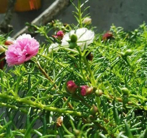 这三种花，一定要舍得晒，越晒越长花苞！