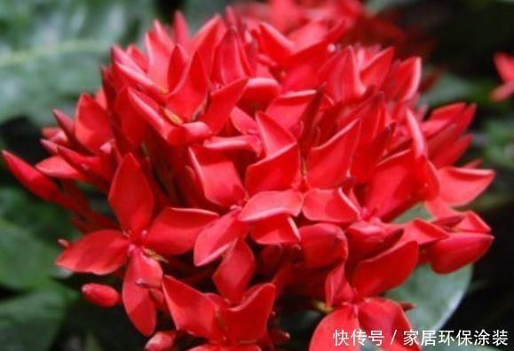 谁见了都喜欢的花，好养又漂亮，花期特别长，美极了