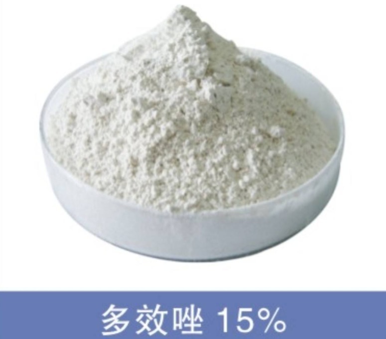 自家养的长寿花,没有市场上的簇拥,原因在于没用这种“溶液”