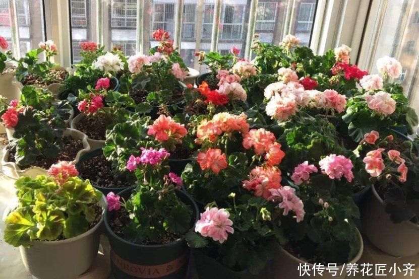 植物|养花忌讳“3种肥”，乱用不好，避免以后就不再黄叶，不用再发愁