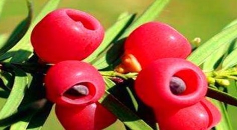 红豆杉|女性要排毒，离不开的食物，排毒清肠，袪皱淡斑，延缓衰老