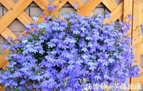 红掌|居家就养此款花卉，不闻不问，花开爆盆美如花，枝头窜满花苞，美