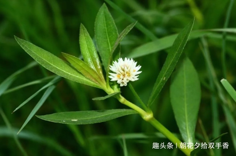 水沟|长在水沟里的一种野草，人称“水花生”，幼嫩茎叶可食用亦可入药