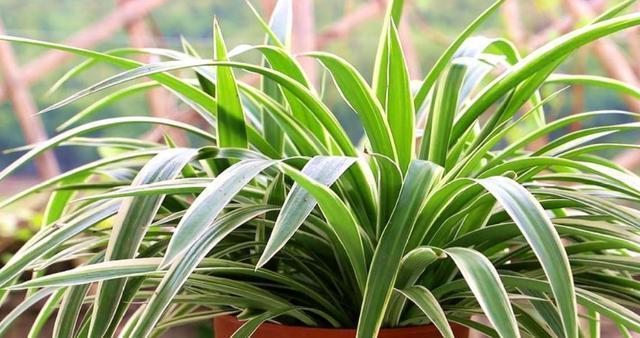 发酵|养花人都用的“黄豆水”,不是所有植物都能用,而且要用对方法