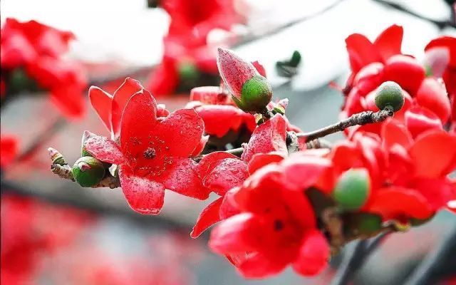 此花是英雄的花,也是珍惜来之不易的感情,是美好的象征