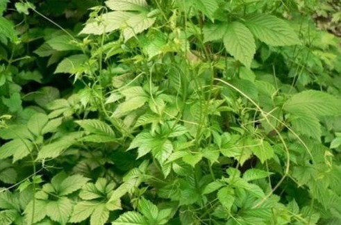 绞股蓝|医生提醒以下几种野菜,有保肝解毒、降血压、降血脂血糖等功效