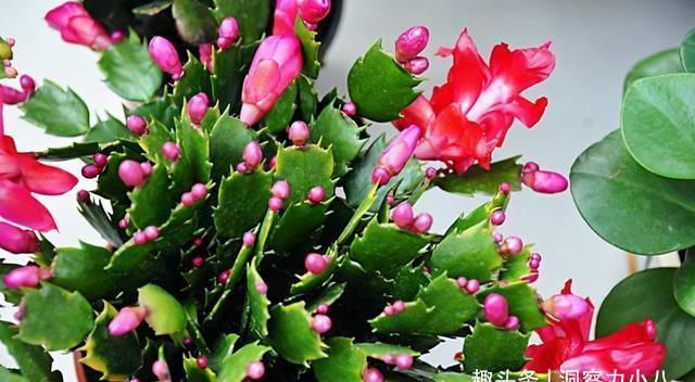 蟹爪兰有“三怕”,室内养护需避开,顺利春化,独苗开出层叠群兰