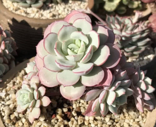 多肉凌波仙子怎么养教你3个小妙招，养出精致可爱的凌波仙子