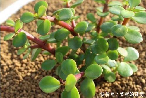 漂亮|养金枝玉叶,一个小方法,一片叶子都不掉,长得枝繁叶茂又漂亮