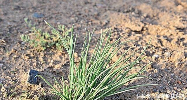 野草|人称“沙葱”，钙、铁、磷含量极高，见到别犹豫，抓紧拿袋收起来