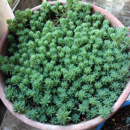 这种“杂草”被人当成多肉,叶片一簇簇,生命力强,可以养在家里