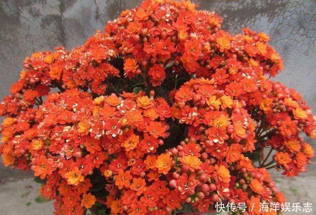 毛细根|想给长寿花换盆,避开这个“时间段”,枝繁叶茂,快速恢复开满花