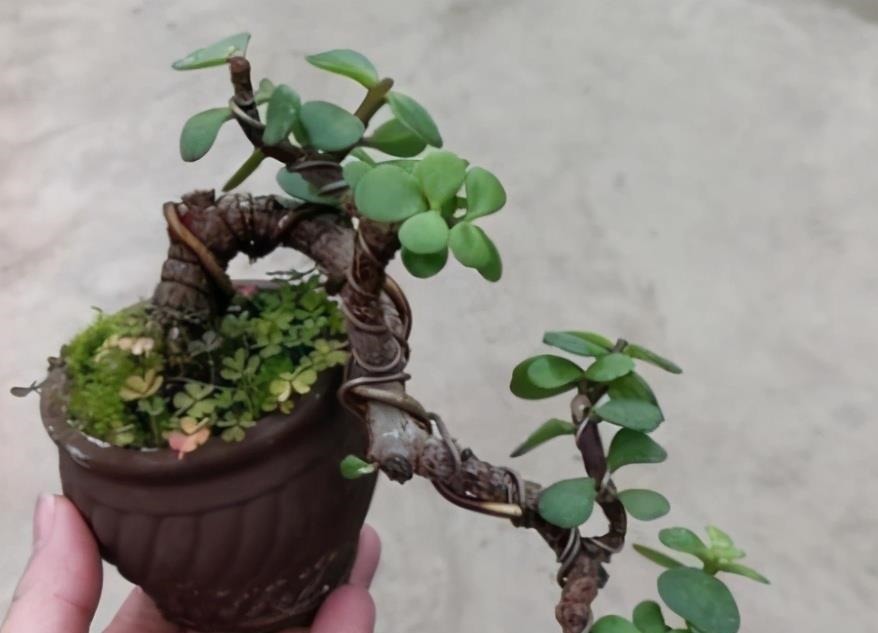 想养金枝玉叶悬崖桩?从一根枝条开始,简单几步操作,养成悬崖桩