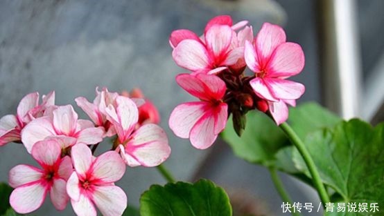  菊花|此4款花四季都开花，好看又好养，阳台也能养