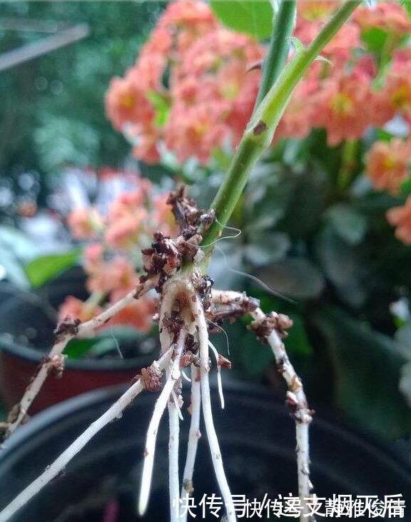 现在扦插此4种花，一周就长芽生根，一棵变多棵，成养花大户了