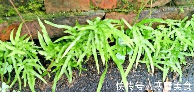 蕨类植物|井边一种草,过去当菜吃,现代人当花养,殊不知,小孩吃了能益智
