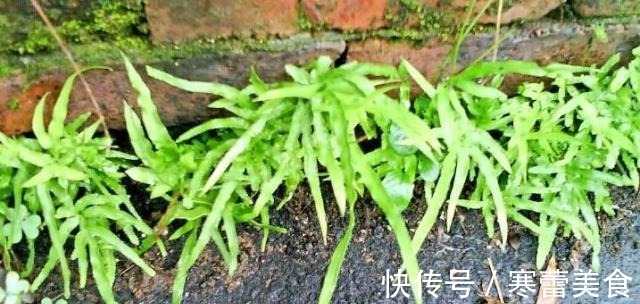 蕨类植物|井边一种草，过去当菜吃，现代人当花养，殊不知，小孩吃了能益智