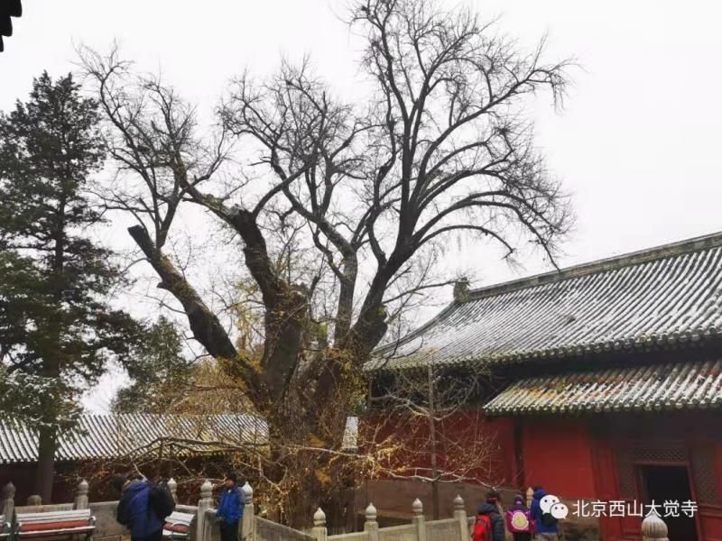 大觉寺|大觉寺千年银杏树“盛装谢幕”