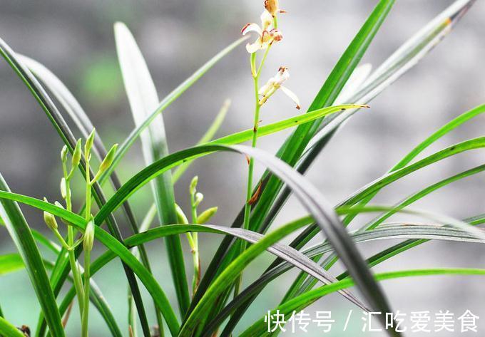 一个在路上的养兰行者，你需要不断折腾