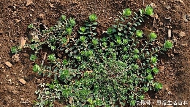 种植|全株含毒碰到手发痒,兔子最爱吃,改名后热销,农民大量种植