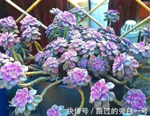 色系|8个色系的多肉植物,摆在阳台上色彩斑斓,集齐的都是养花大神!