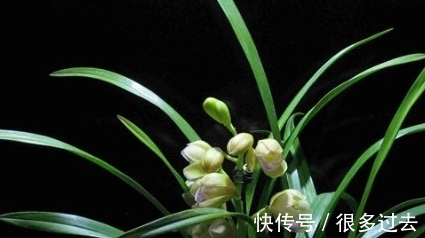 下小雨|下小雨的时候能让兰花放在室外吗?