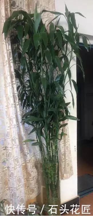 花友|普通的4种花,花友“下功夫”养2年,就能长到1米8高