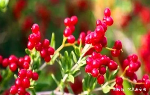 食物|冬季女性可以坚持吃4种食物,排出毒素,净化血液,滋养女性子宫