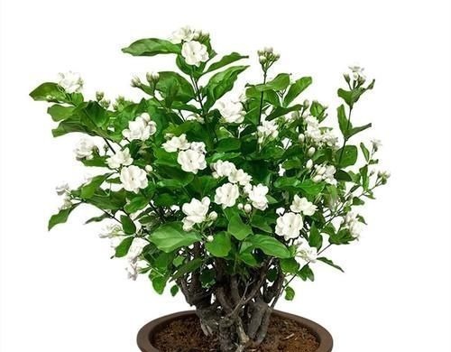 这五种花摆放在家里,娇艳高贵又芬香,净化杀菌还养人