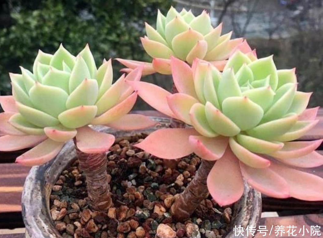 多肉植物|三伏天到了，给家里的多肉要做好“3控”，株型紧凑，不烂根