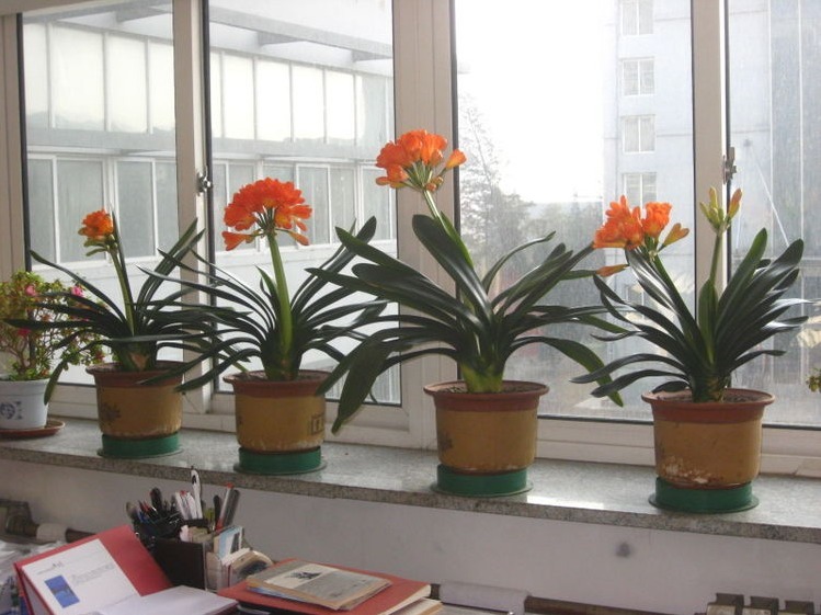 老花农养花秘诀给君子兰喝一勺,不烂根、叶绿花艳!非常漂亮