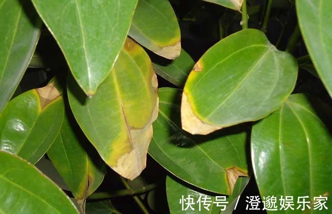 排水|家里养平安树,叶子变黄怎么办,几个小技巧解决