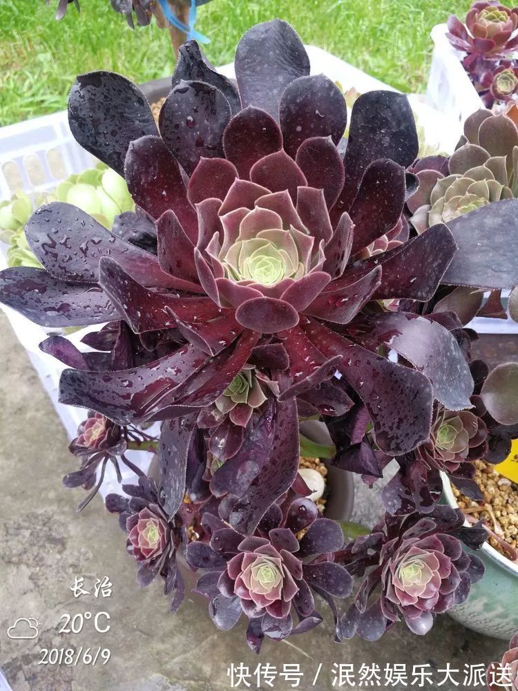 蚧壳虫|为肉痴狂!多肉植物也会用最美的容颜报答我们的勤劳付出!