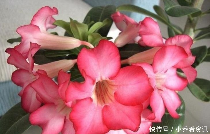 养花就养这几款,花朵小巧玲珑,花叶俱美,养盆放阳台美极了