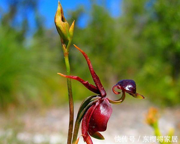  花儿|这些带着面孔的花儿，简直是花卉界的奇葩！奇花异草