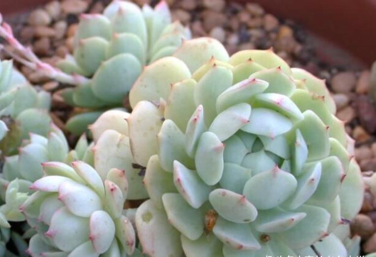 丽娜莲|多肉静夜和露娜莲,一个“肤白貌美”很娇气,一个株型周正又好养