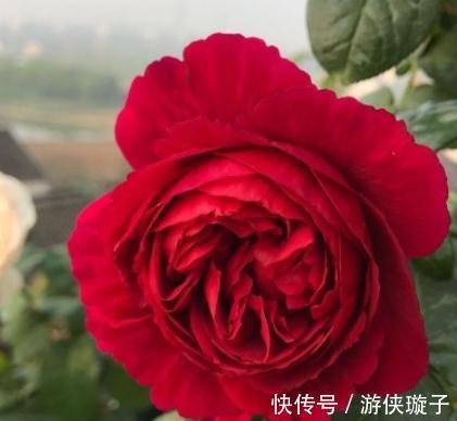 有机肥|月季花为什么开花越来越浅,颜色越来越淡,3个原因区分对待