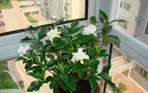 热季|家里有6种花,赶紧擦点啤酒,保管长得绿油油,效果比施肥还好