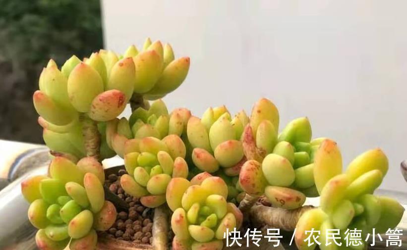 春萌|秋天养盆多肉春萌,叶片肥厚有光泽,颜色透黄状态好,养成小老桩