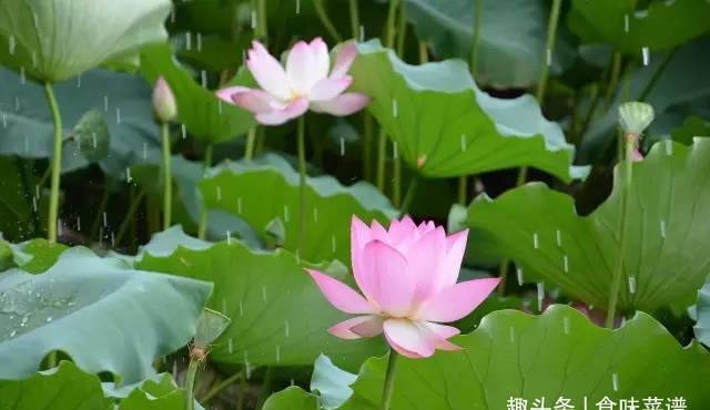 大暑|初伏、中伏、末伏哪个伏最热,为什么呢?看完此几点,你就明白了